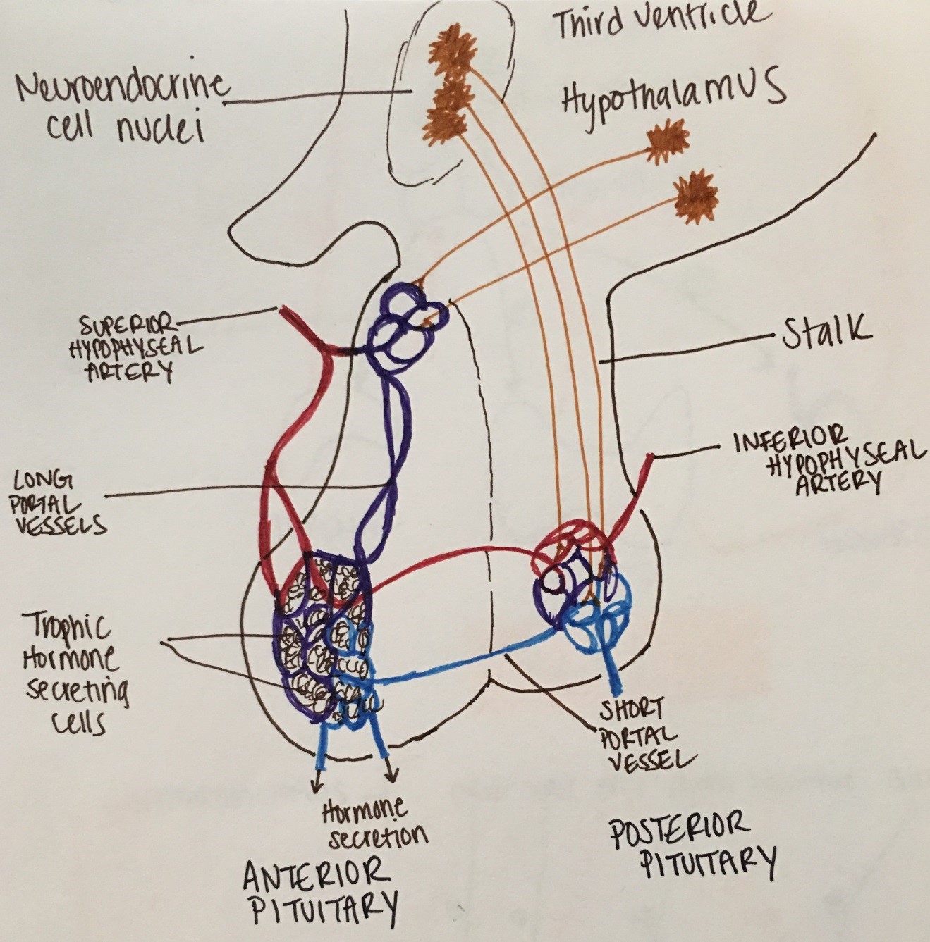 Figure 2: hypophyseal-portal system